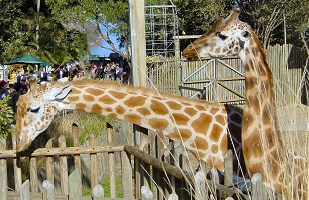 Taronga Zoo Giraffe