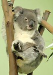 Things To Do In Sydney - Koala